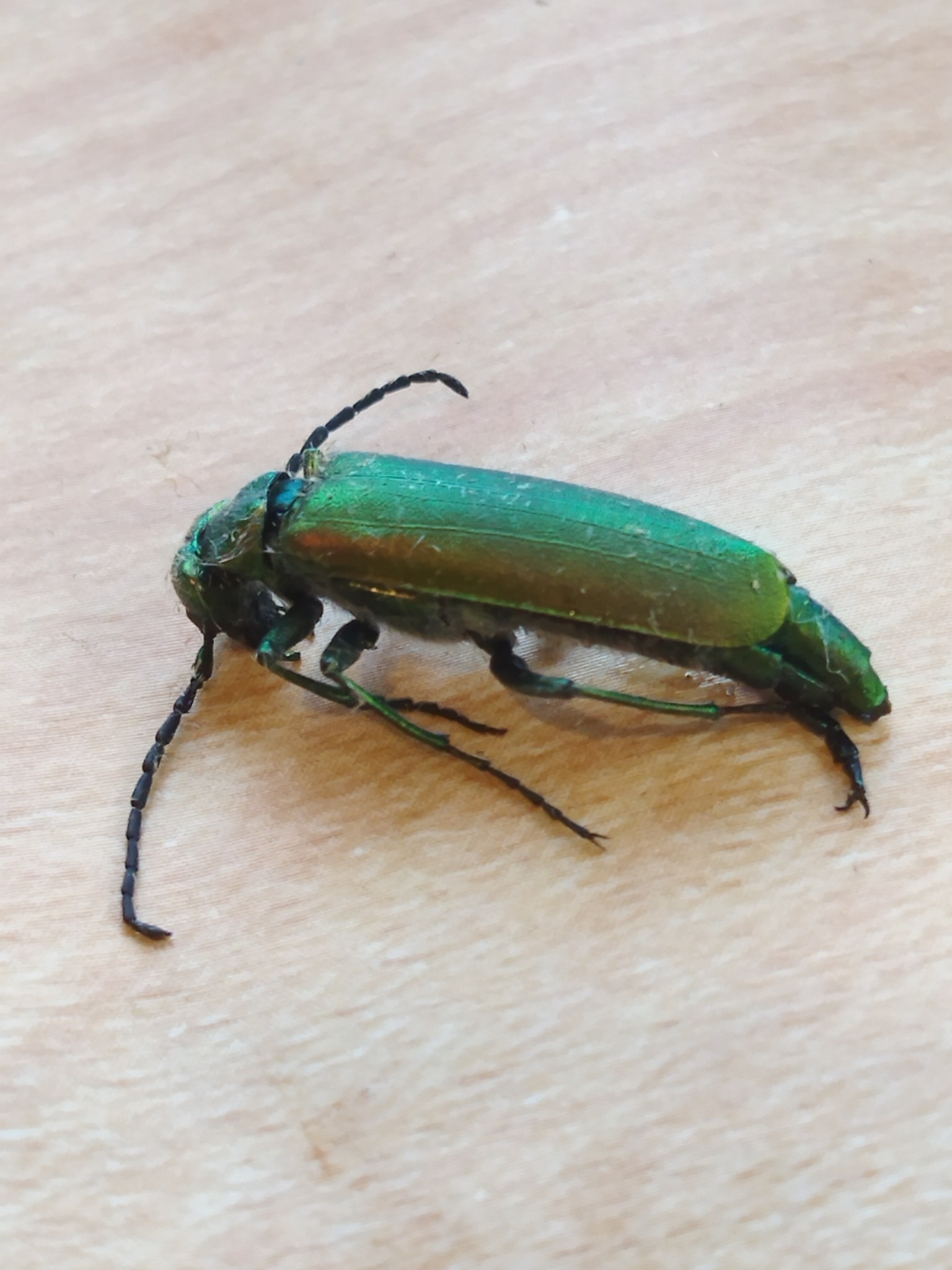 Lytta vesicatoria