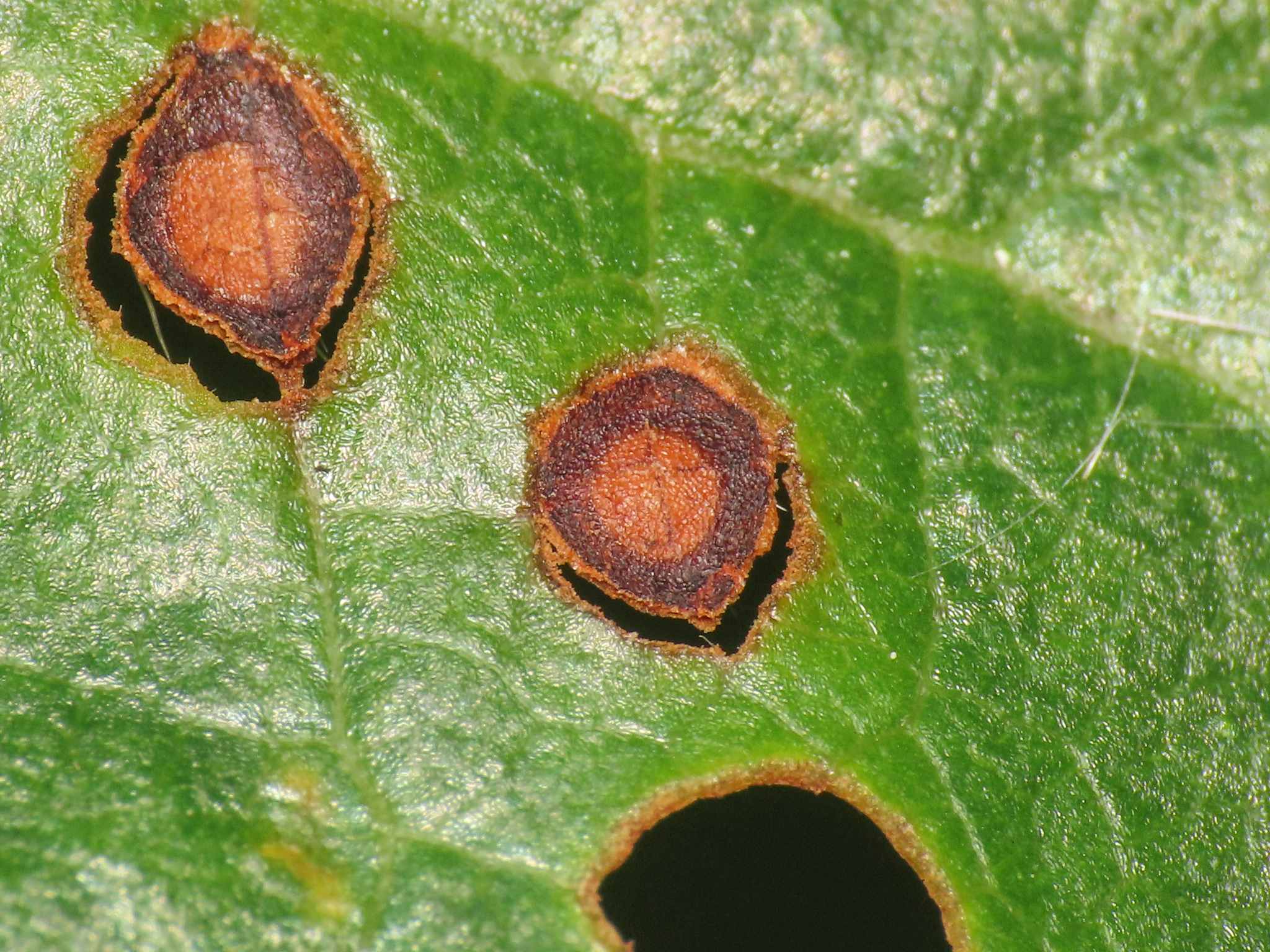 Wilsonomyces carpophilus