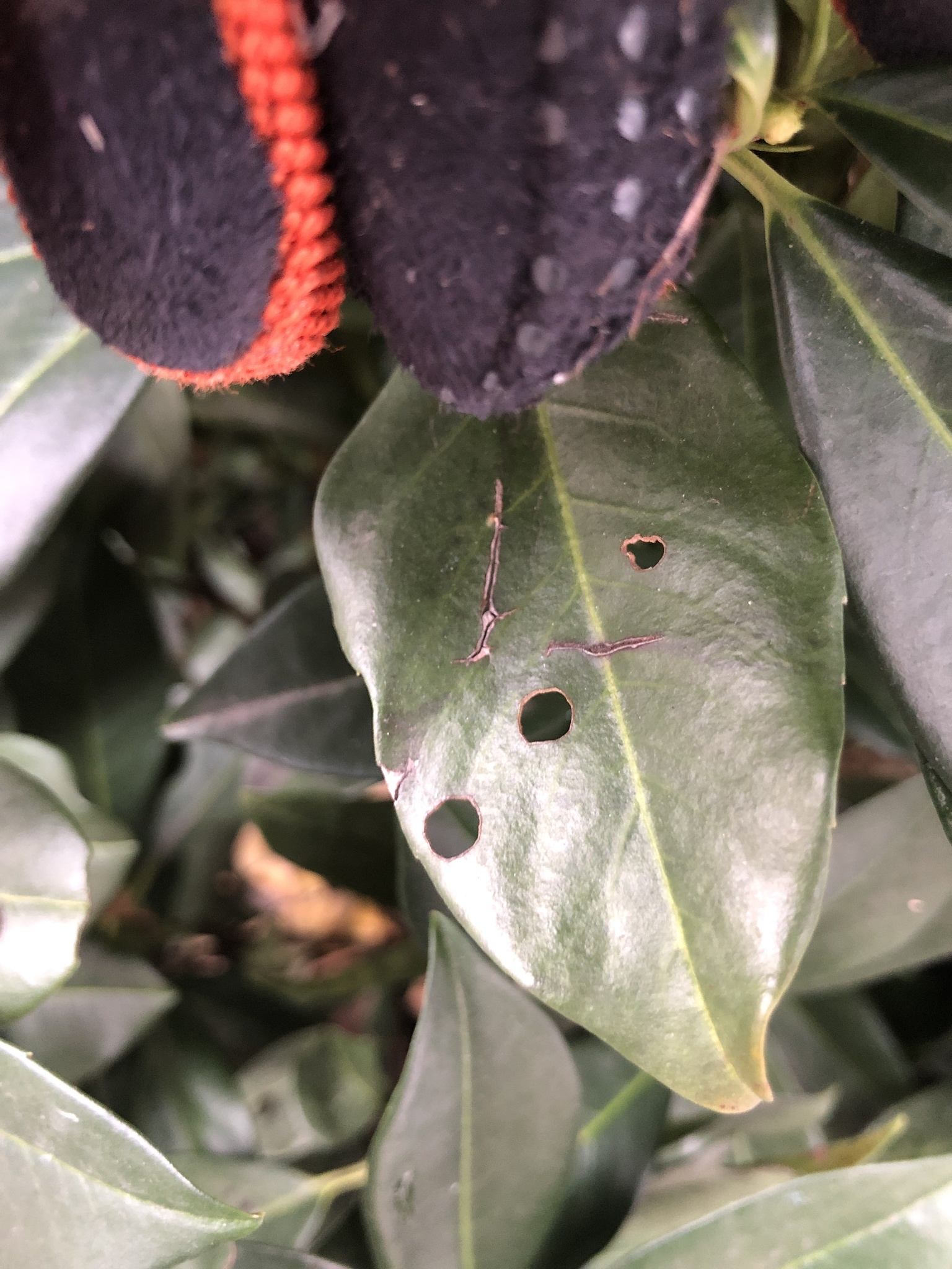 Wilsonomyces carpophilus