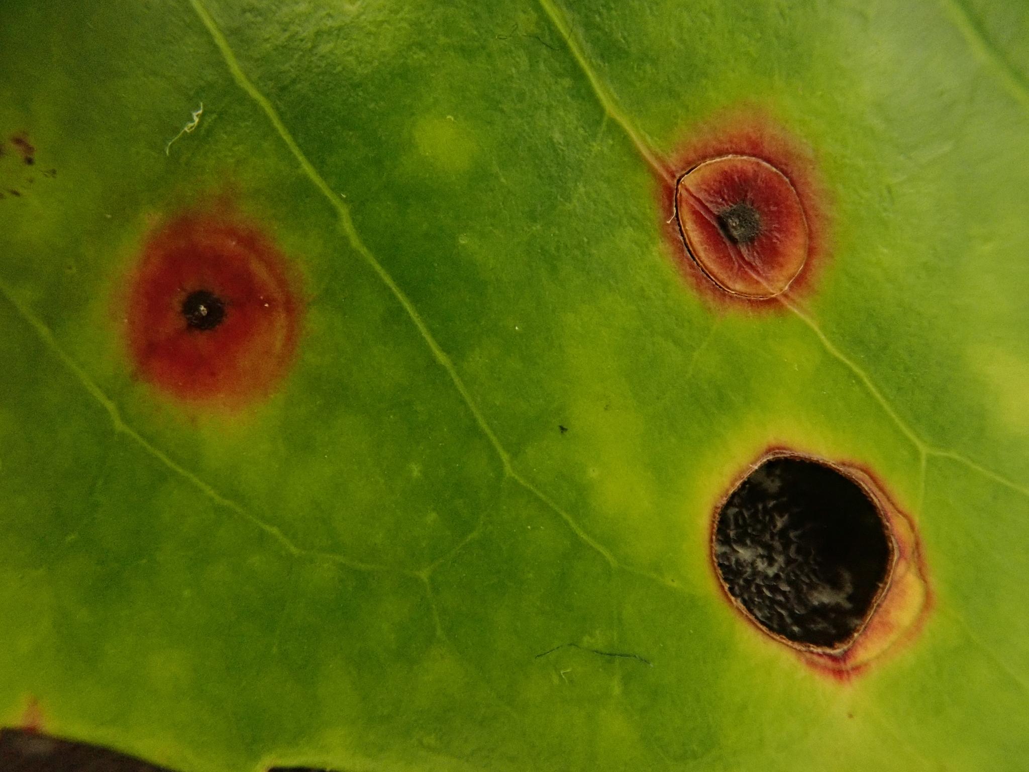 Wilsonomyces carpophilus