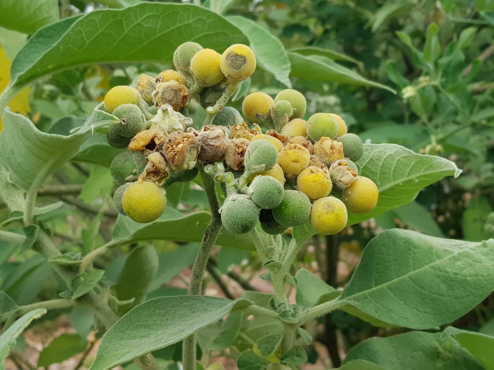 Solanum mauritianum