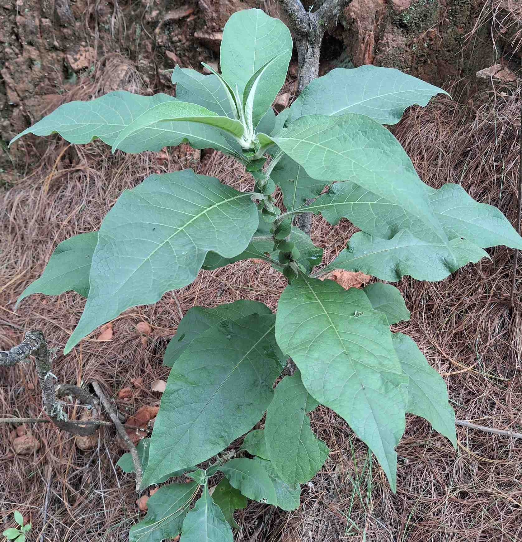 Solanum mauritianum