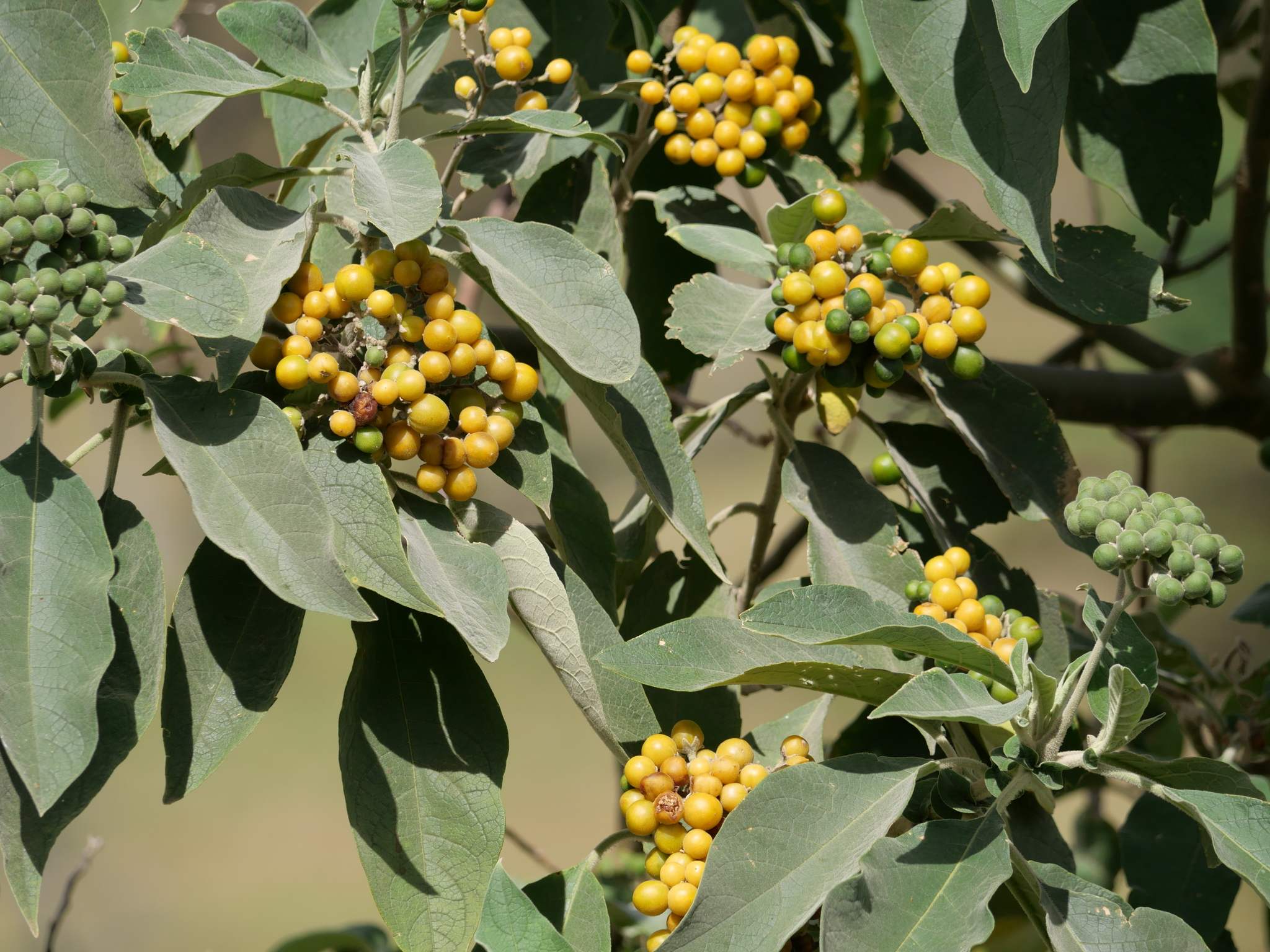 Solanum mauritianum