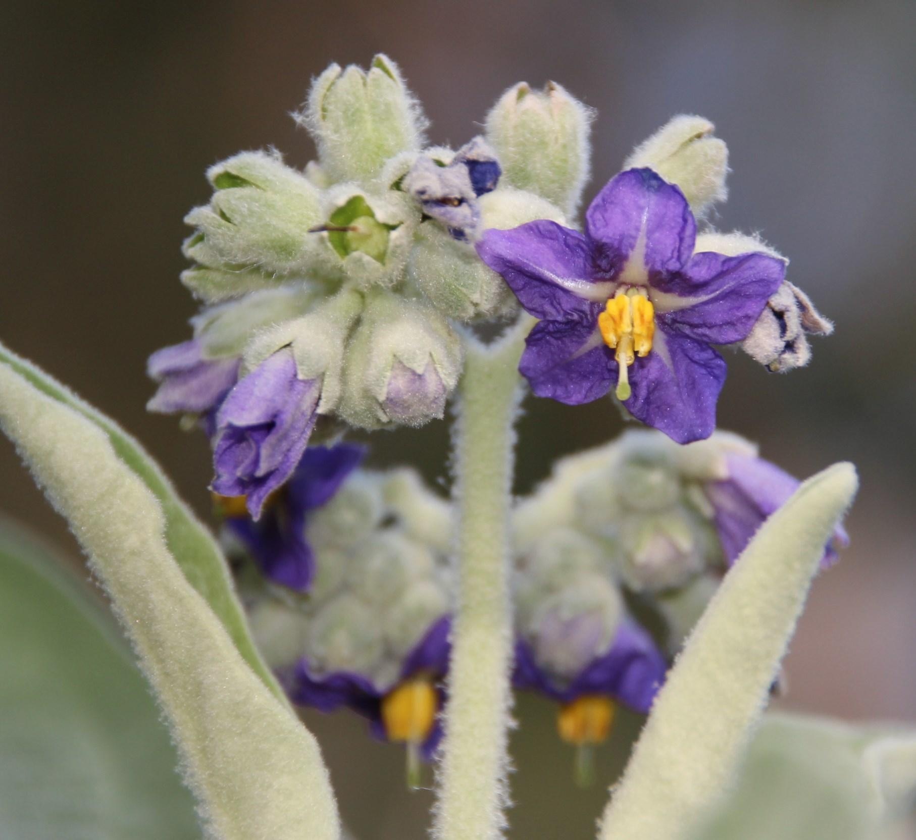 Solanum mauritianum