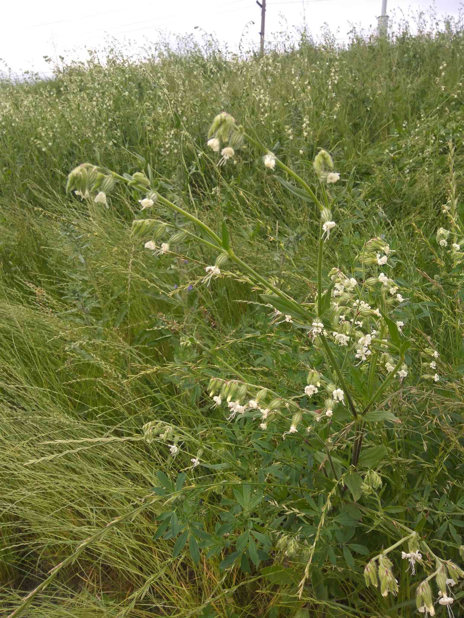 Silene dichotoma