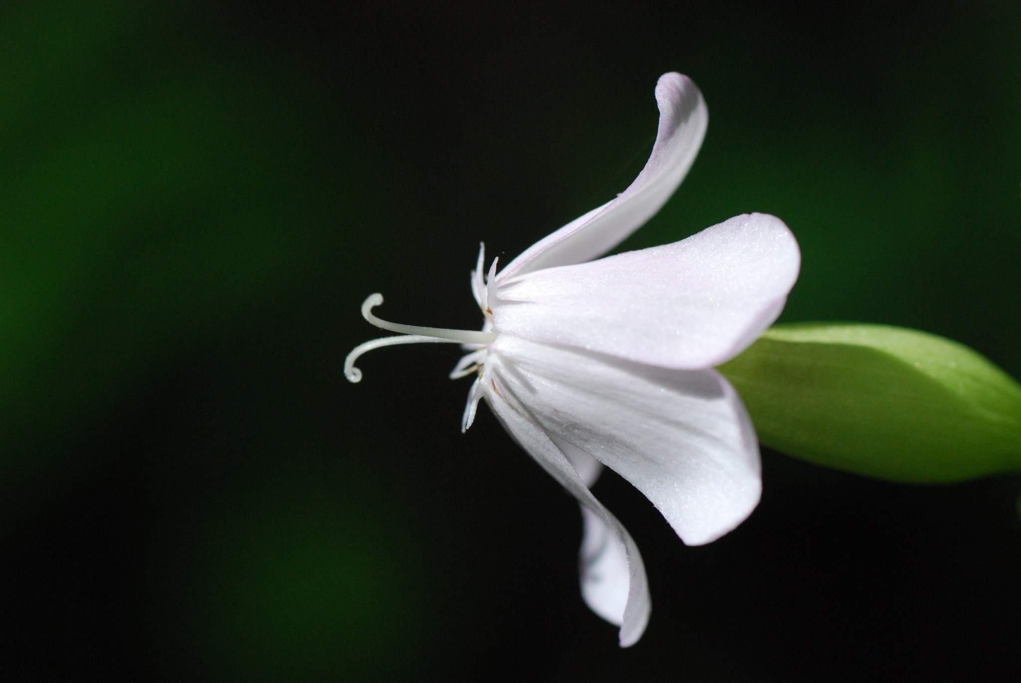Silene dichotoma