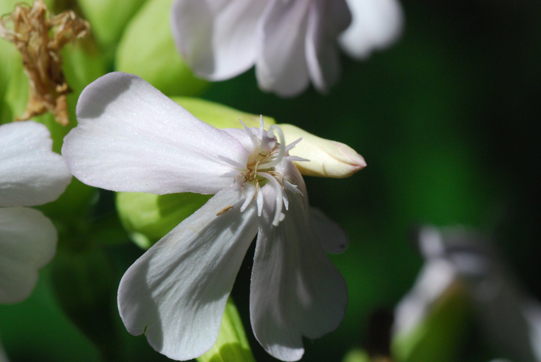 Silene dichotoma