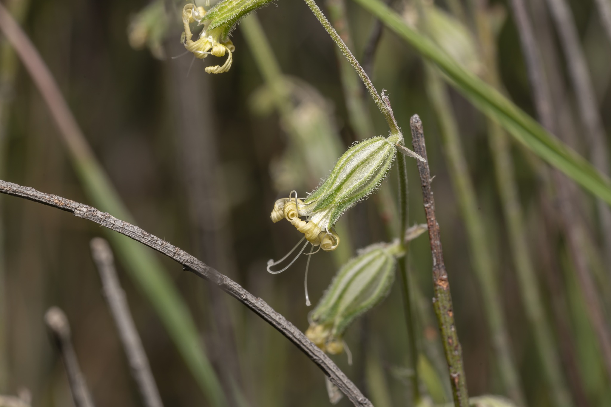 Silene dichotoma