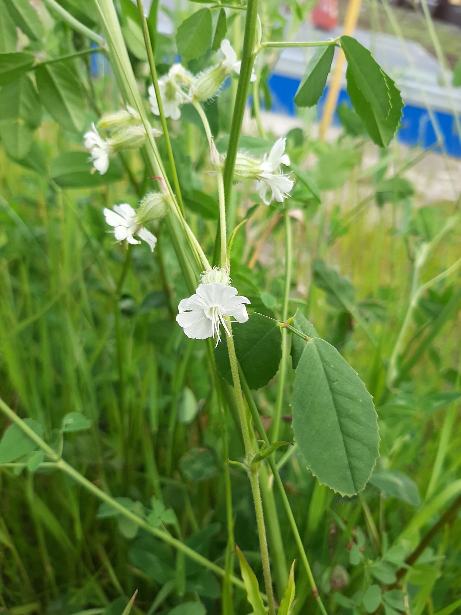 Silene dichotoma