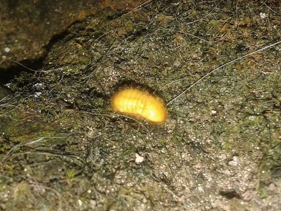Eurhizococcus brasiliensis