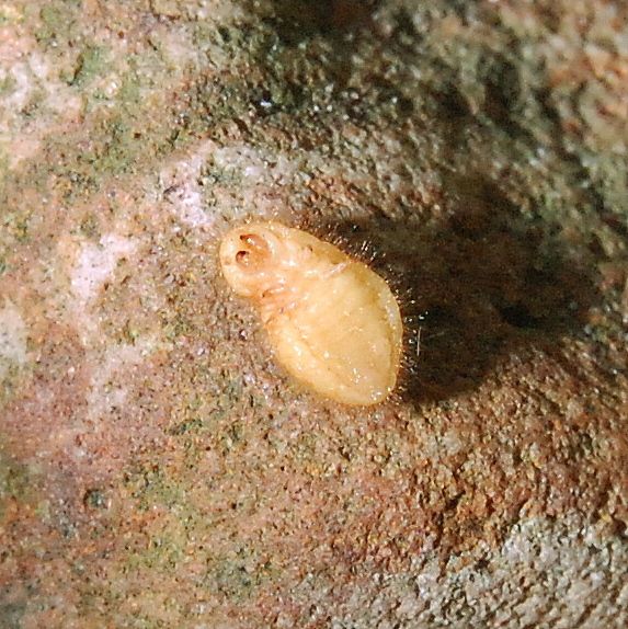 Eurhizococcus brasiliensis