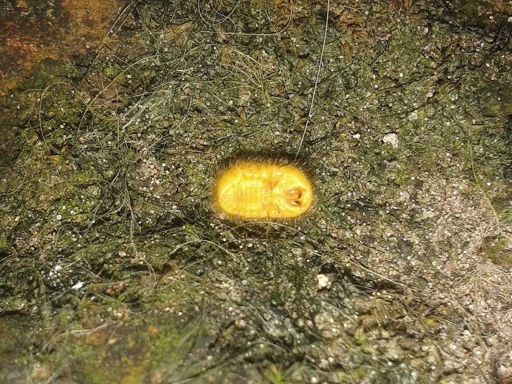 Eurhizococcus brasiliensis