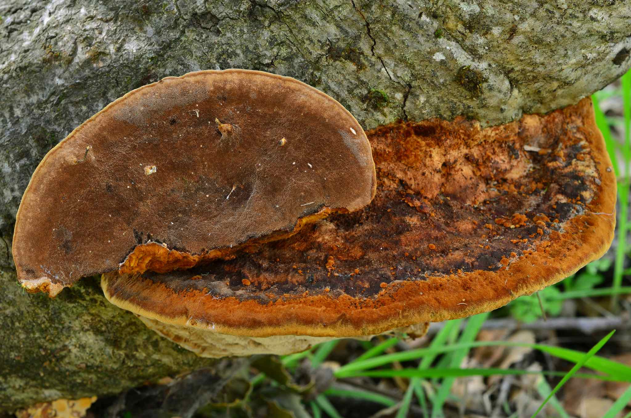 Fuscoporia gilva