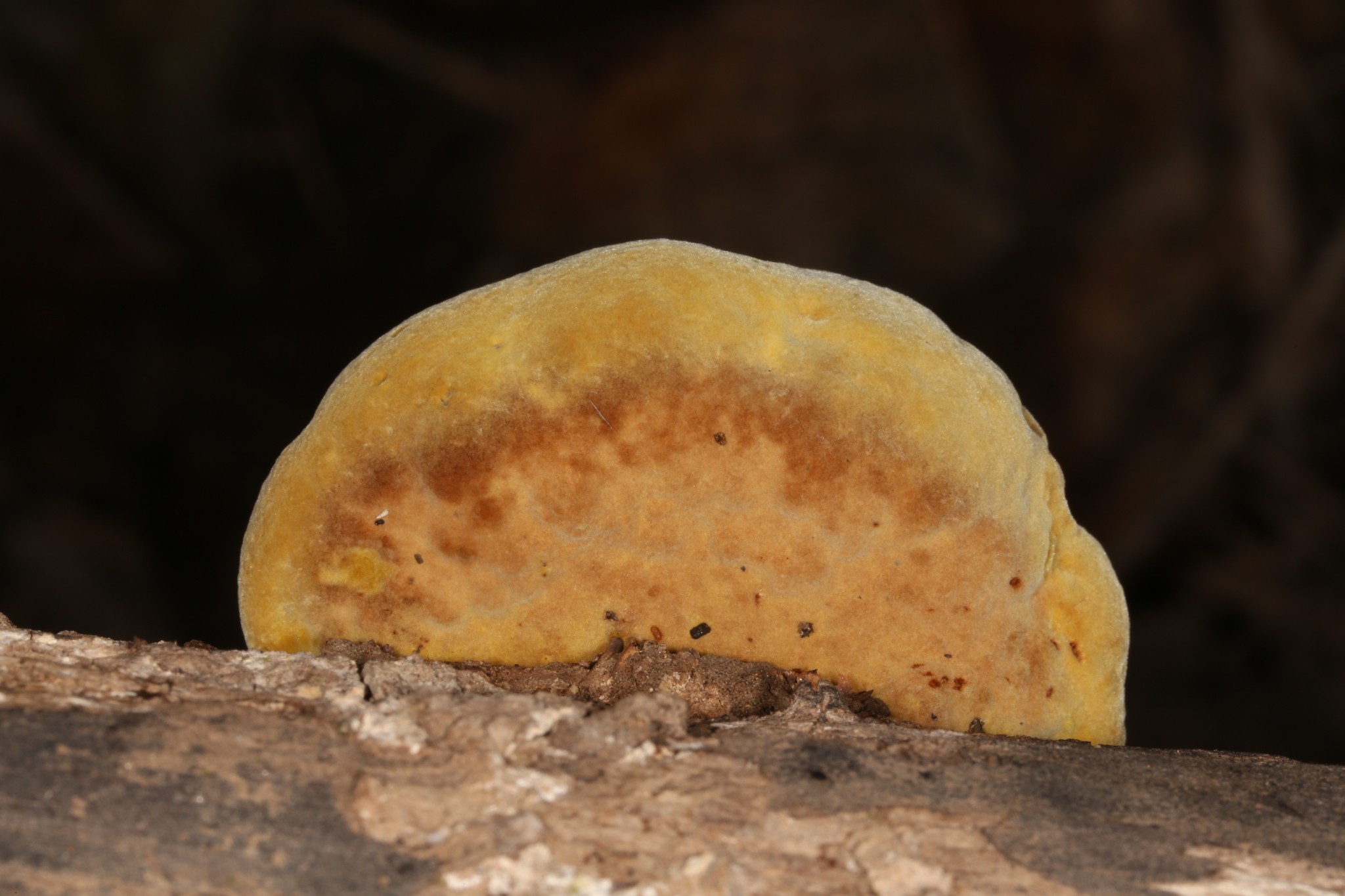 Fuscoporia gilva