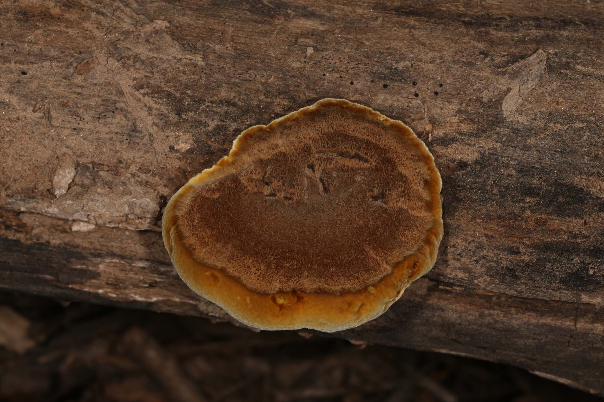 Fuscoporia gilva