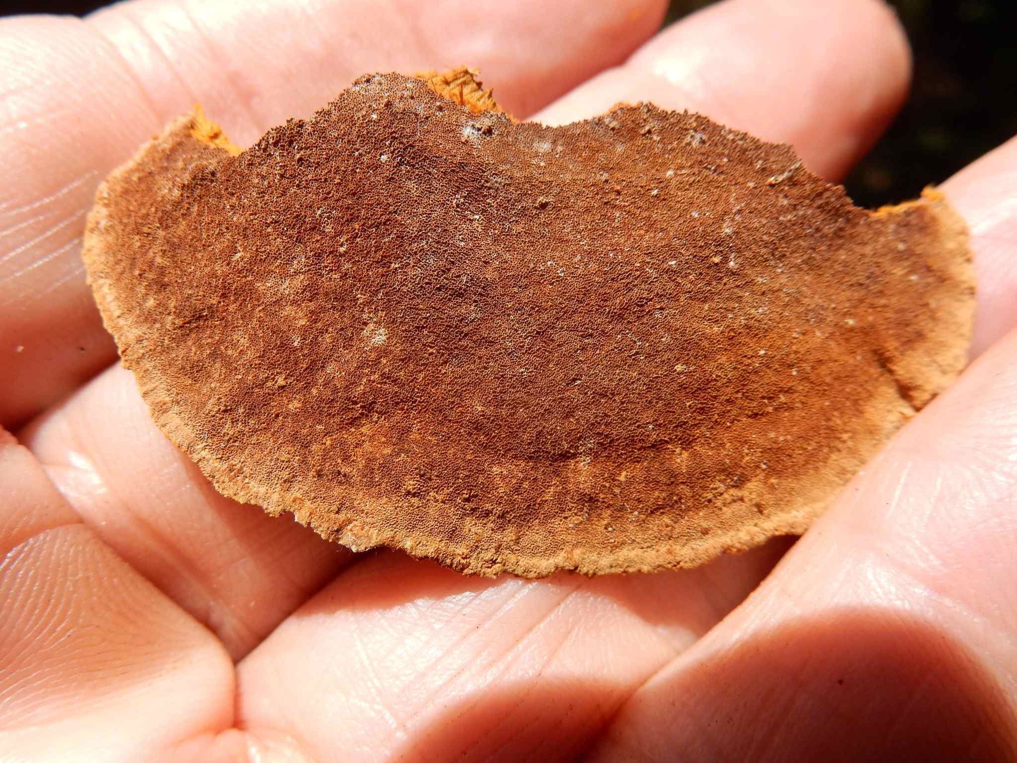 Fuscoporia gilva