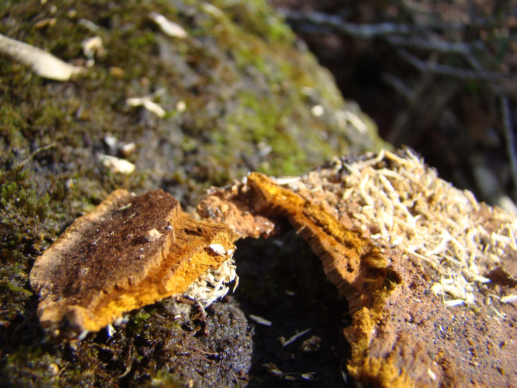 Fuscoporia gilva