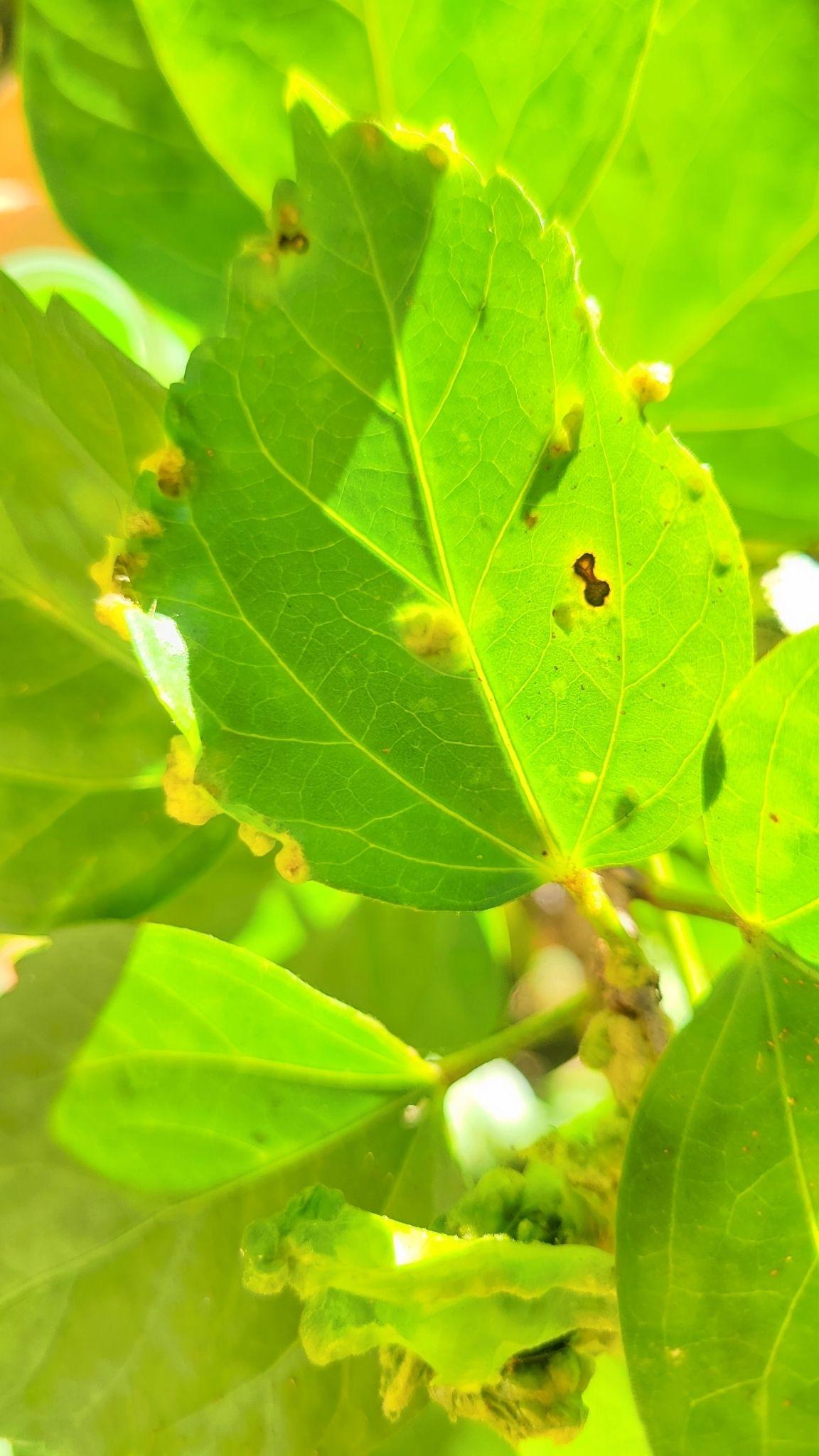 Contarinia maculipennis