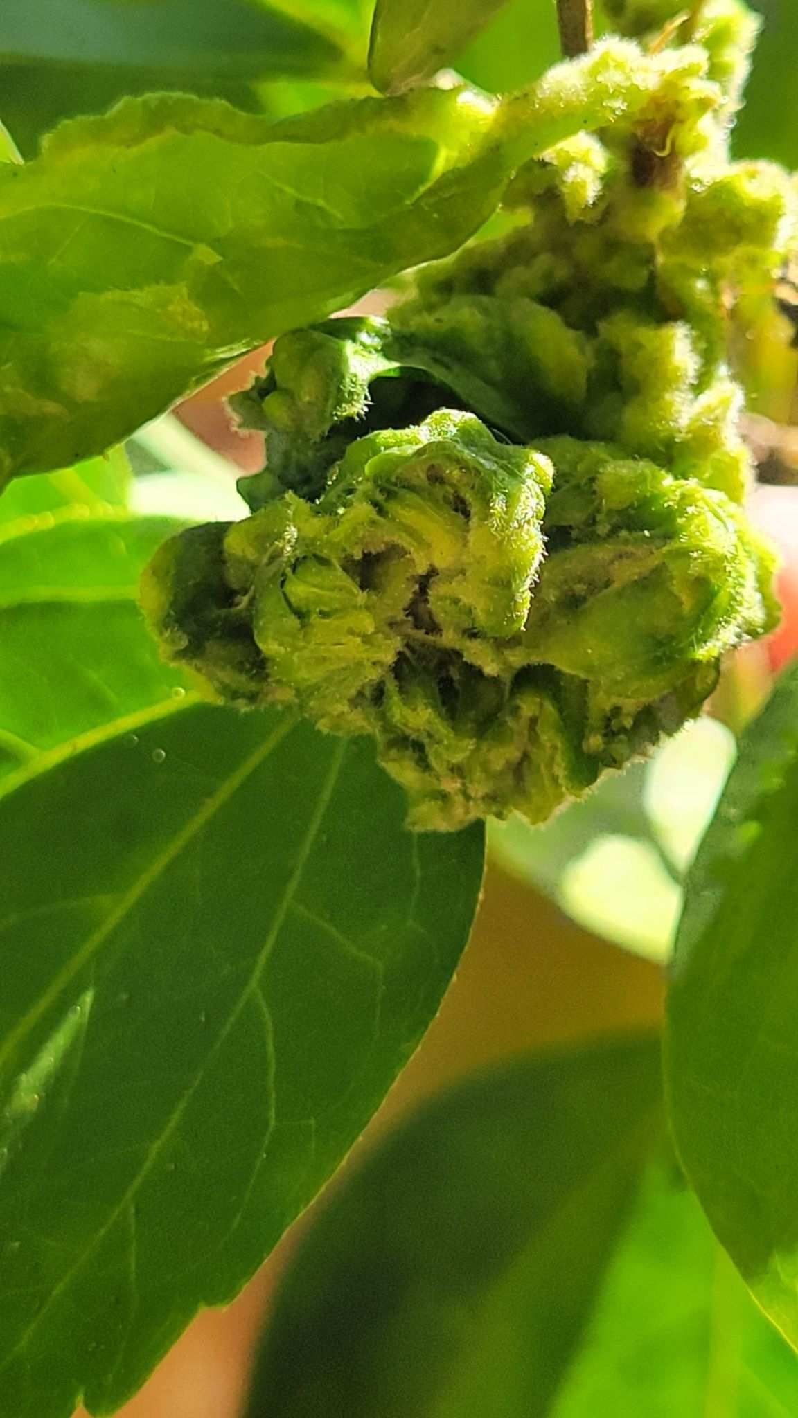 Contarinia maculipennis
