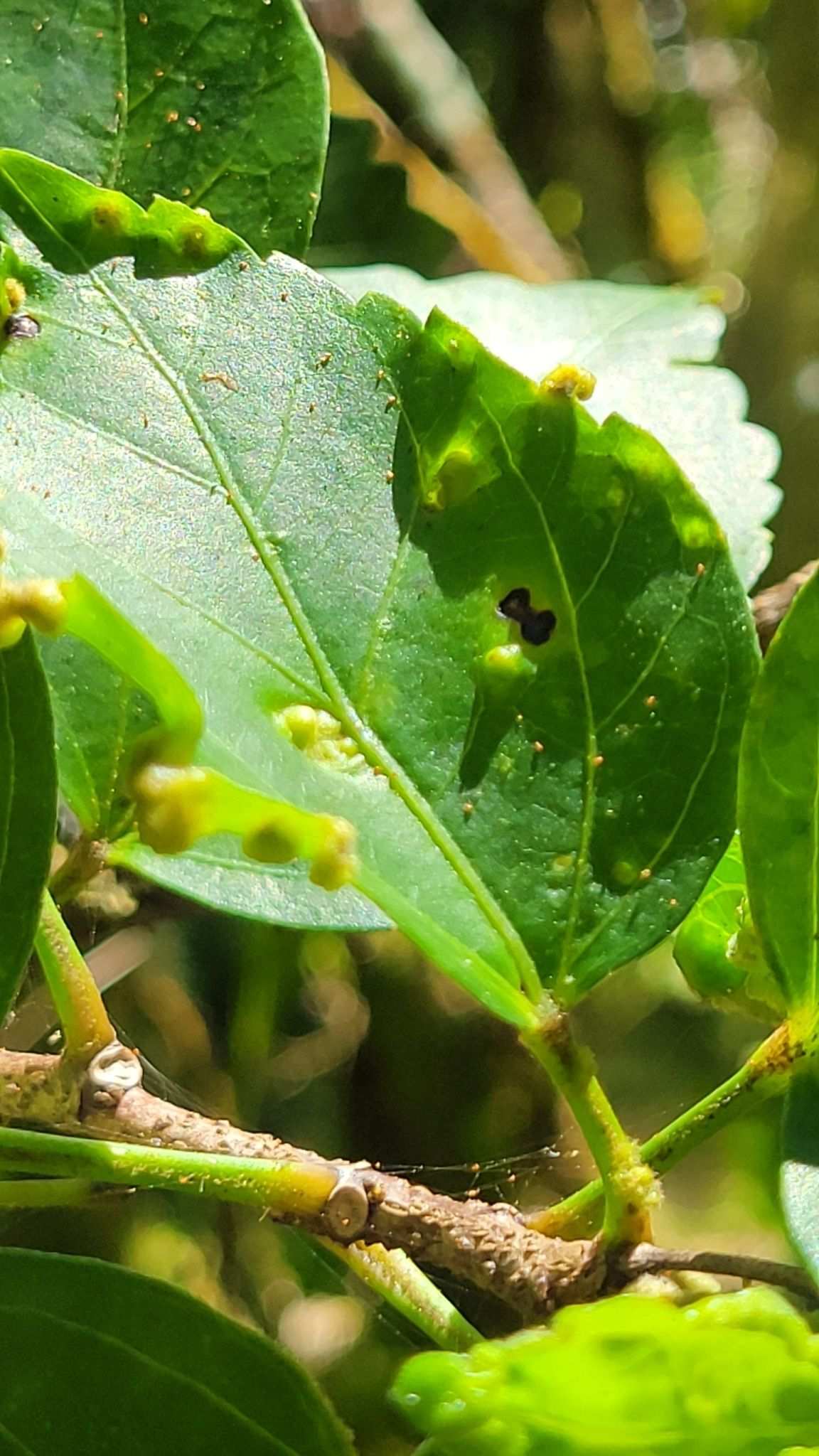 Contarinia maculipennis