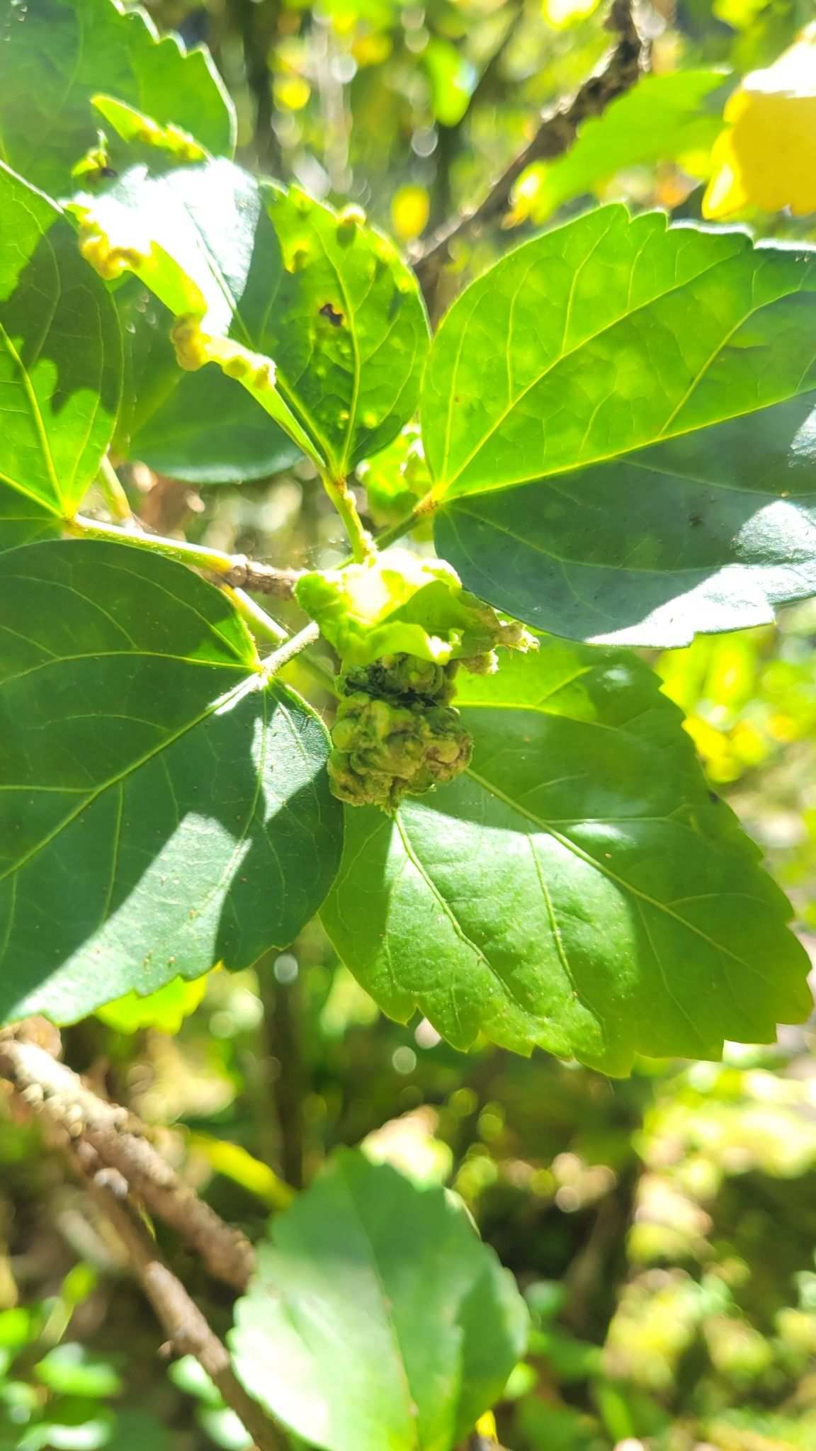 Contarinia maculipennis