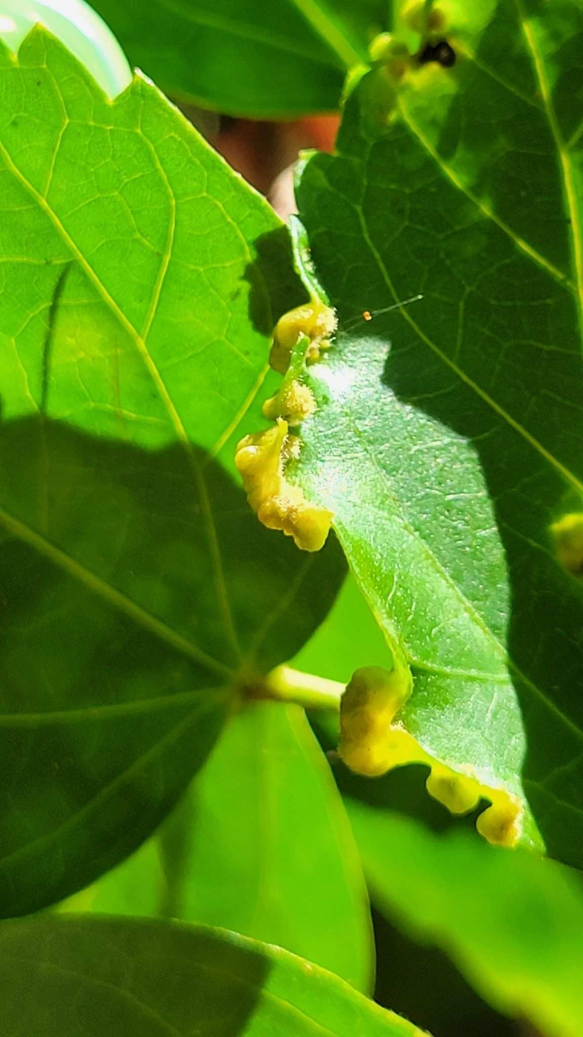 Contarinia maculipennis