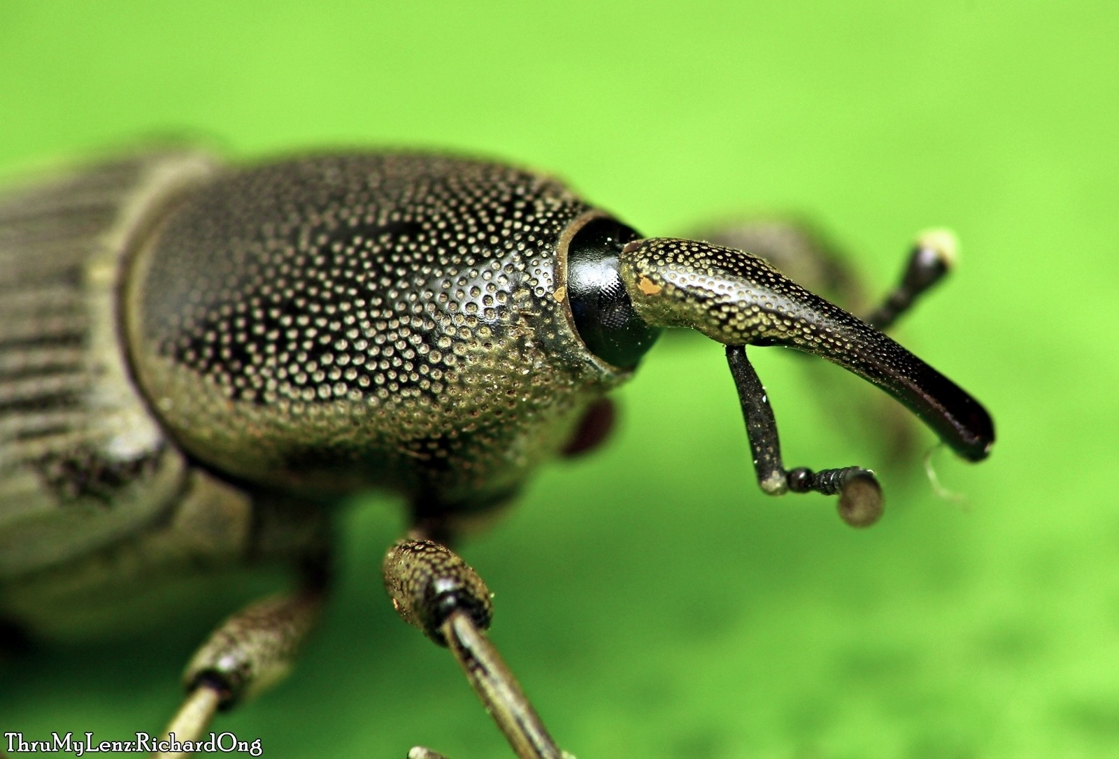 Cosmopolites sordidus