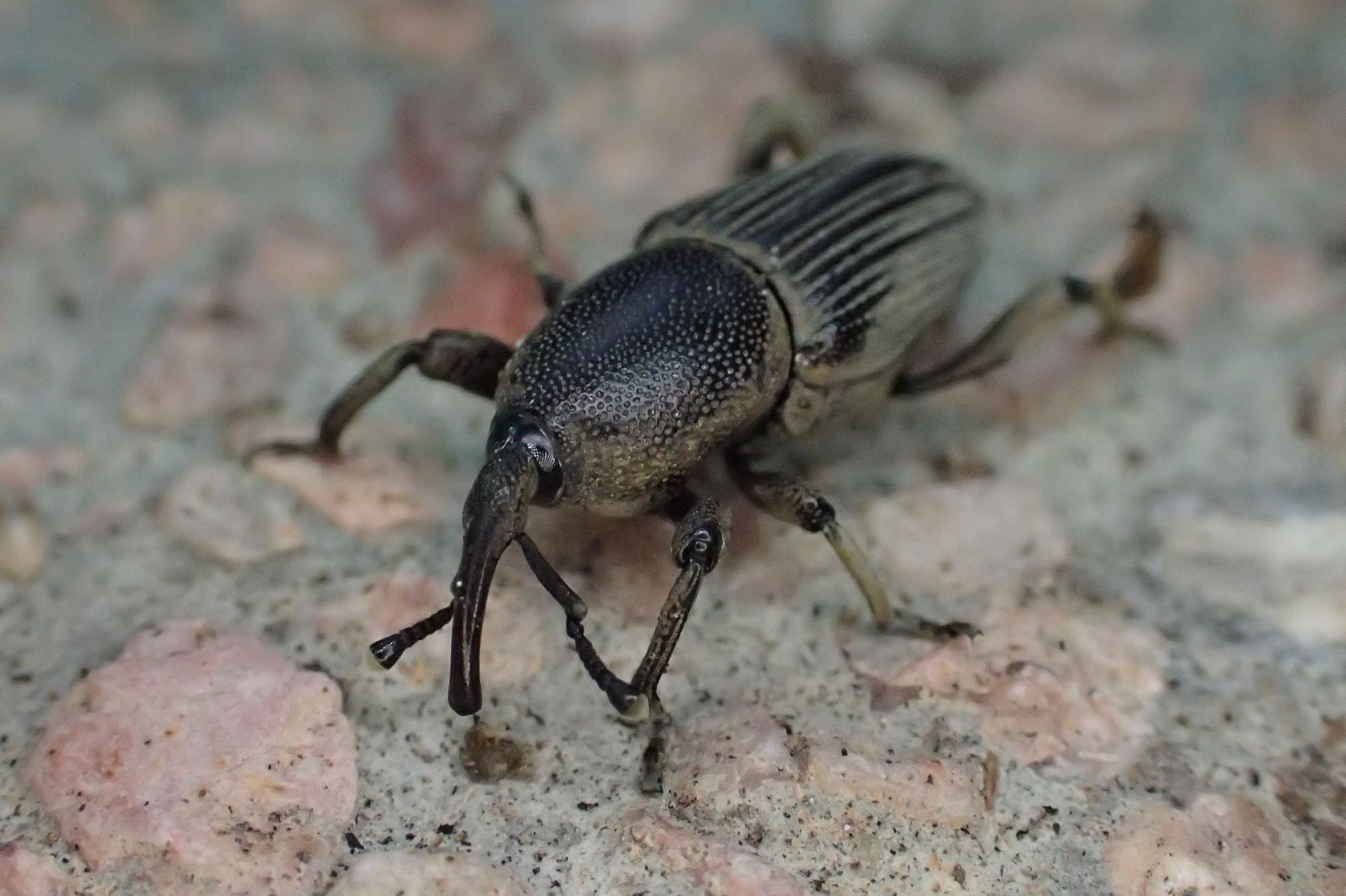Cosmopolites sordidus