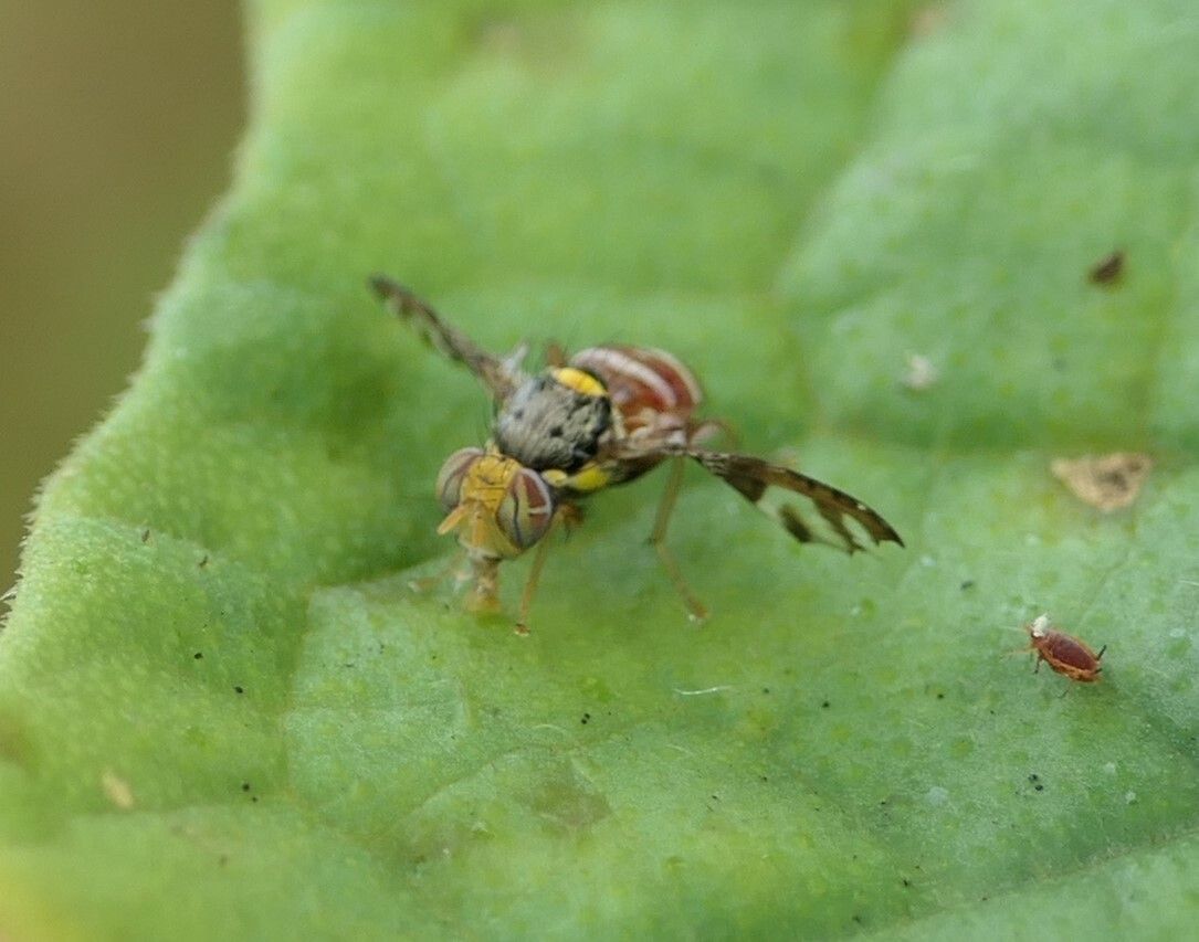 Neoceratitis cyanescens