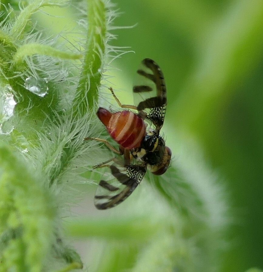 Neoceratitis cyanescens