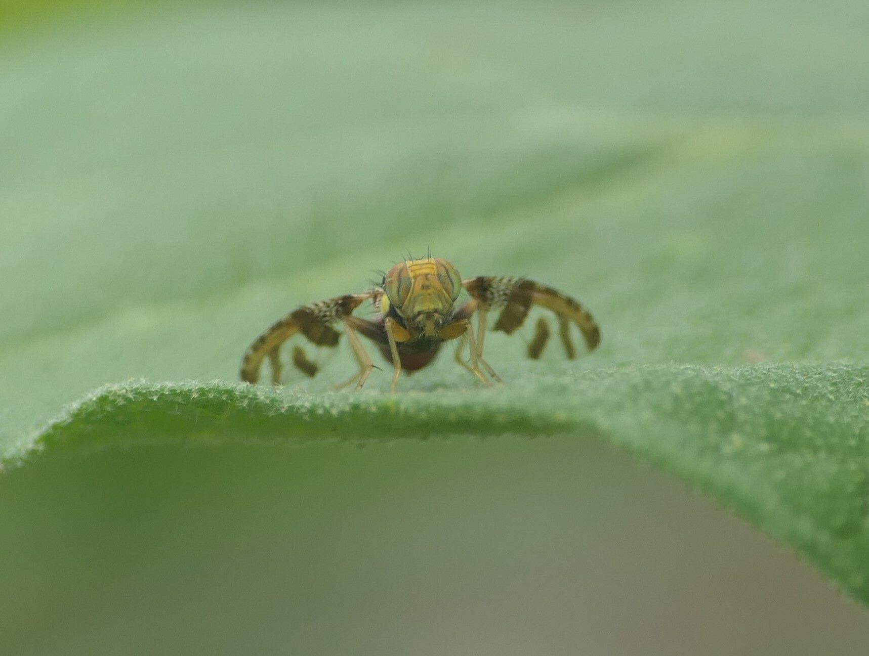 Neoceratitis cyanescens