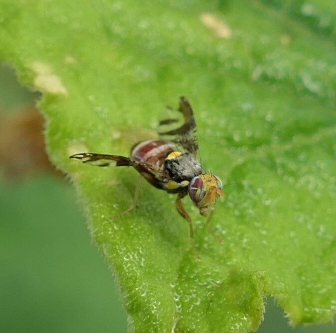 Neoceratitis cyanescens
