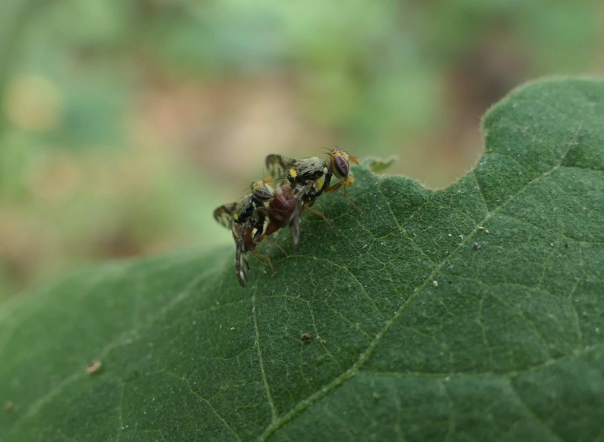 Neoceratitis cyanescens