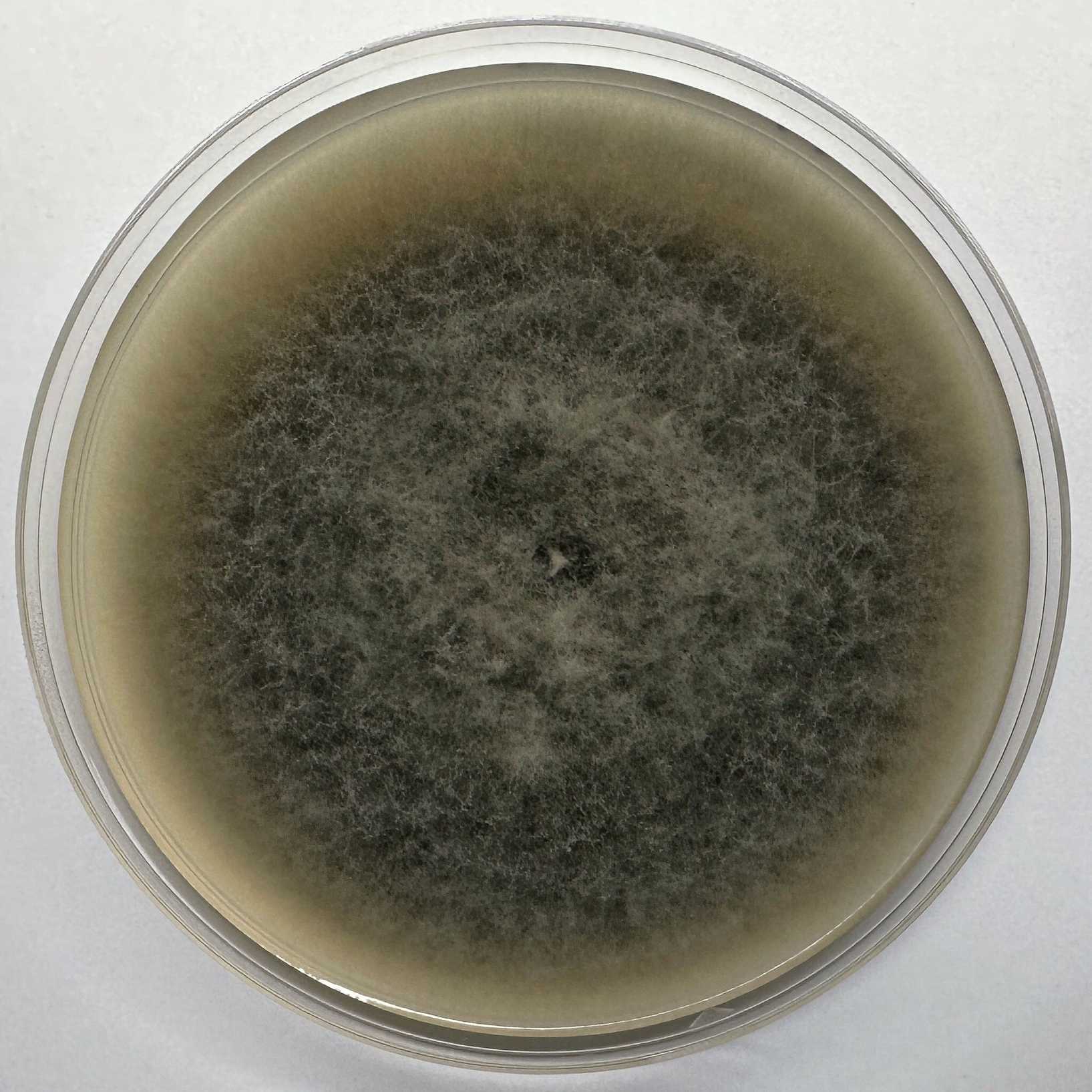 Alternaria alstroemeriae