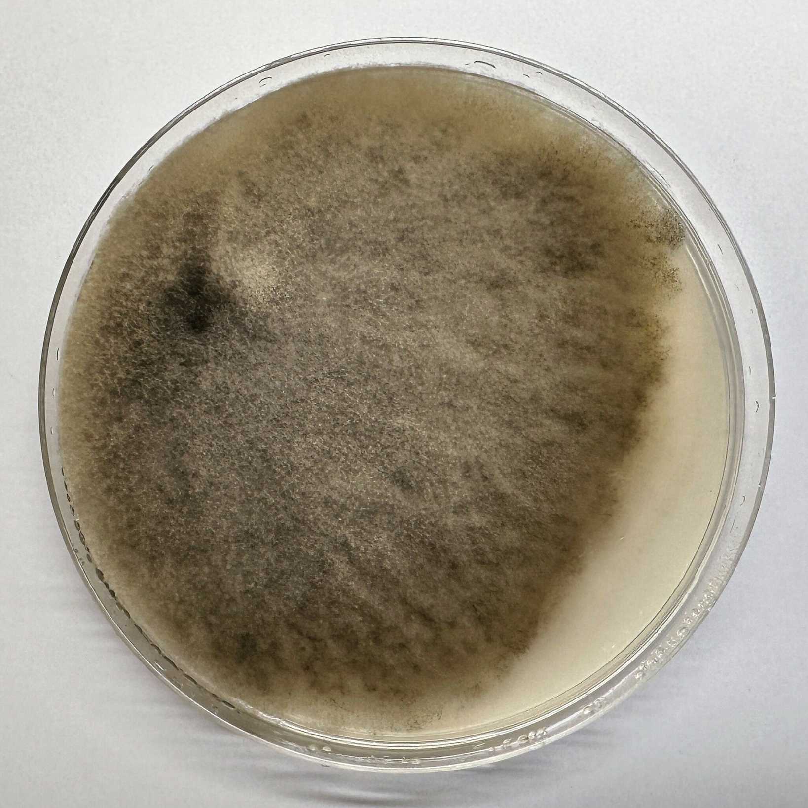 Alternaria alstroemeriae