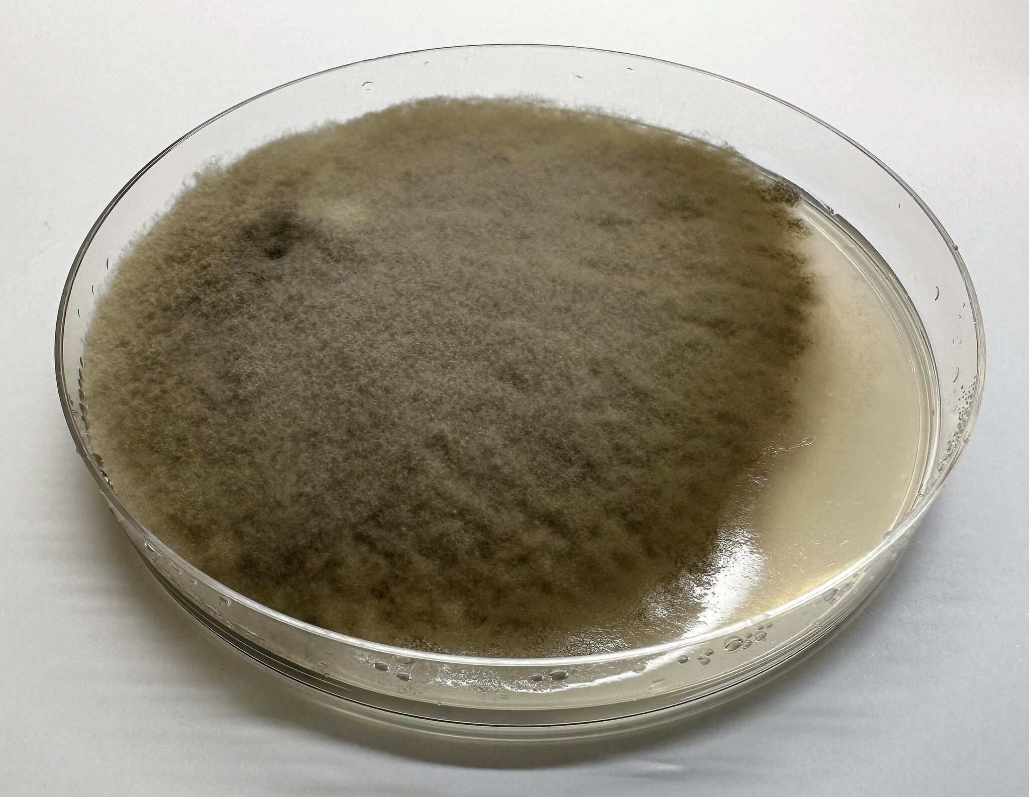 Alternaria alstroemeriae