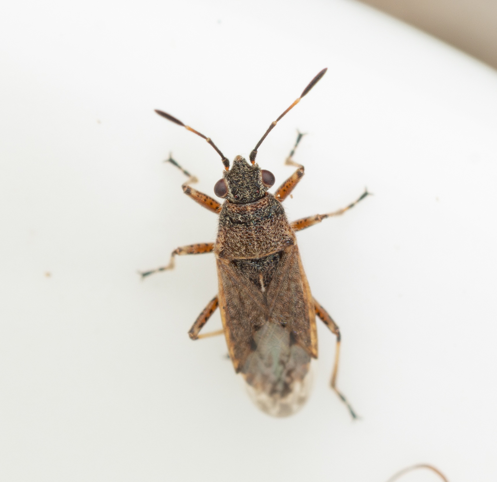 Rhypodes