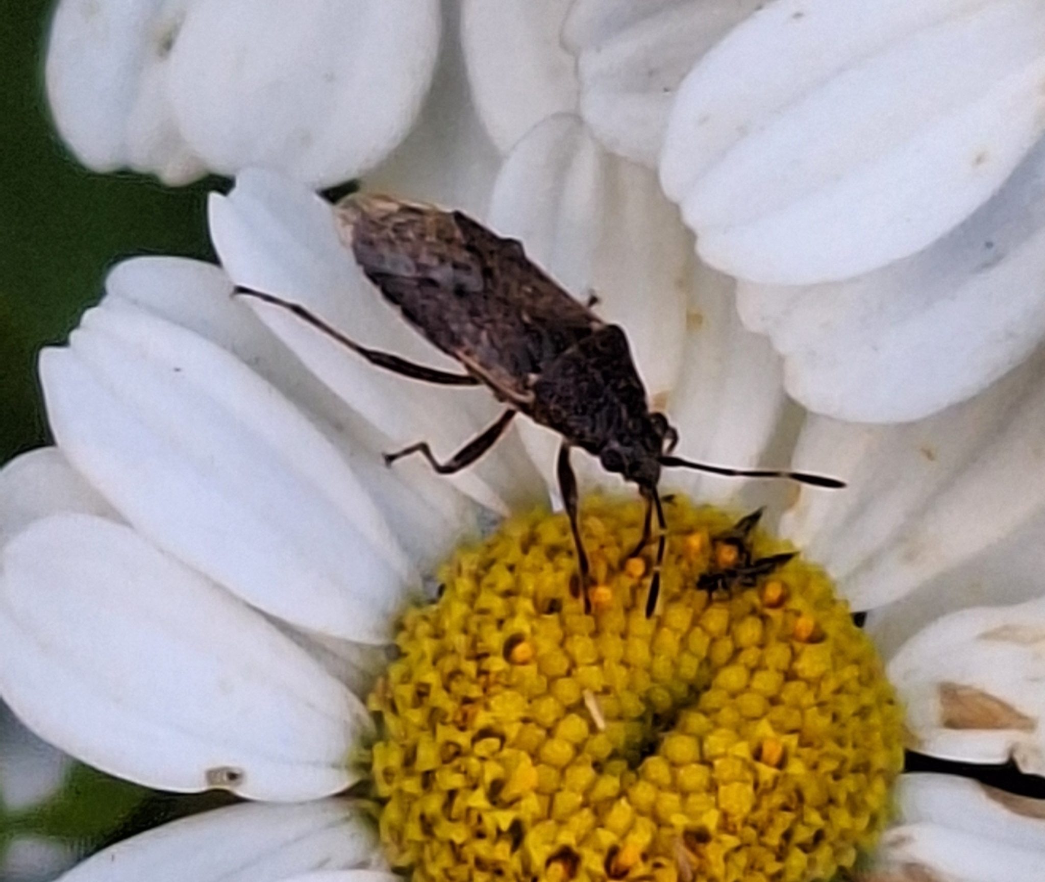 Rhypodes