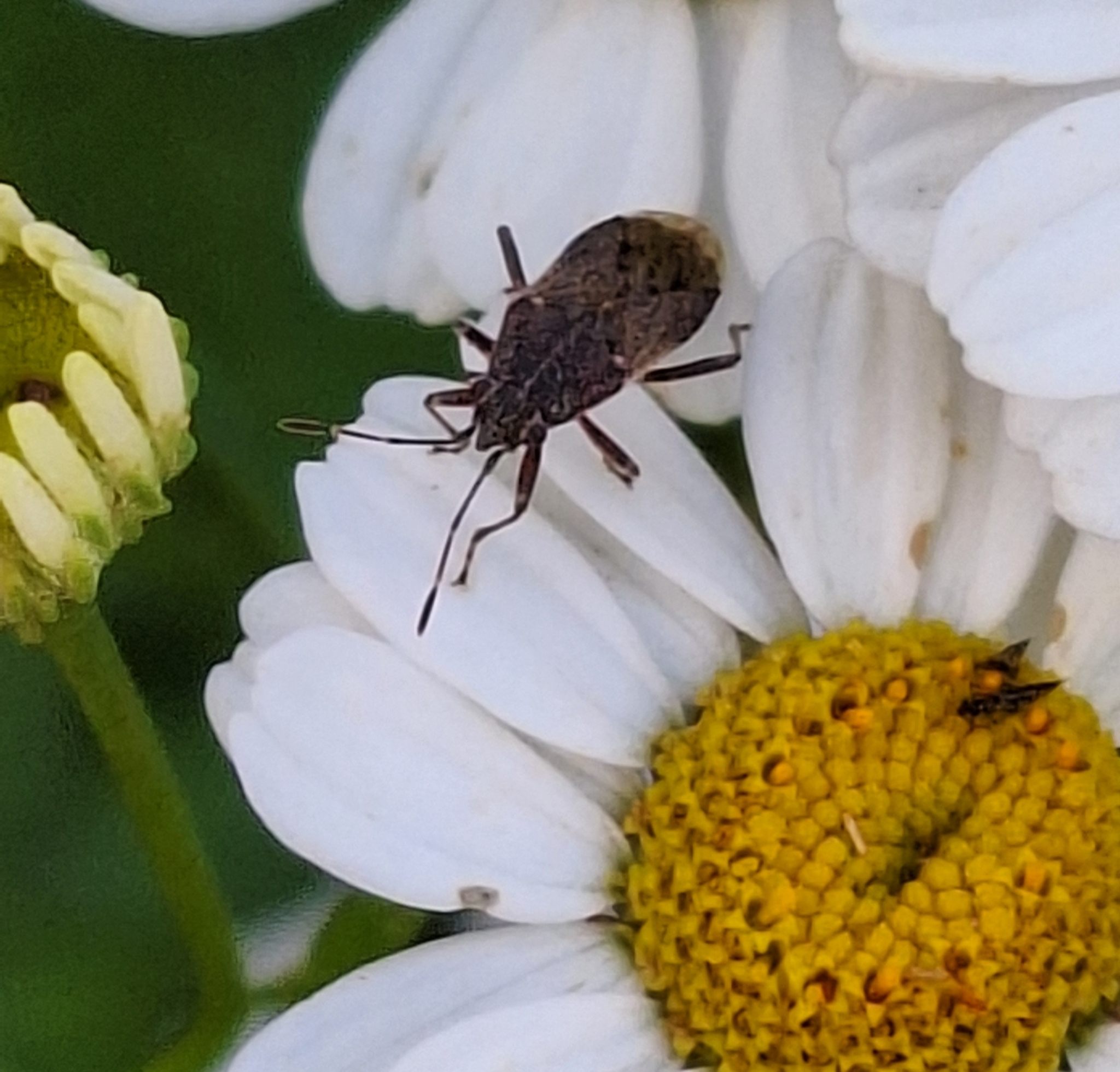 Rhypodes