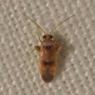 Parthenicus