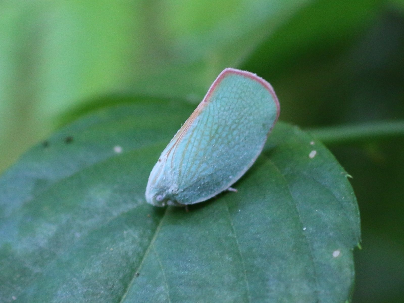 Geisha distinctissima