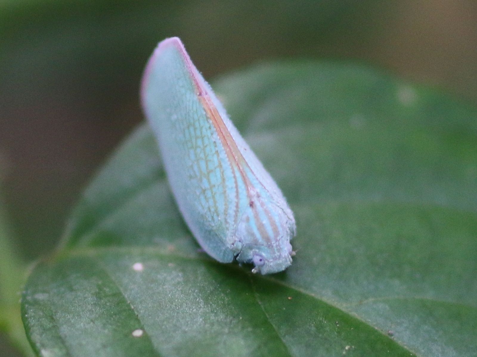 Geisha distinctissima
