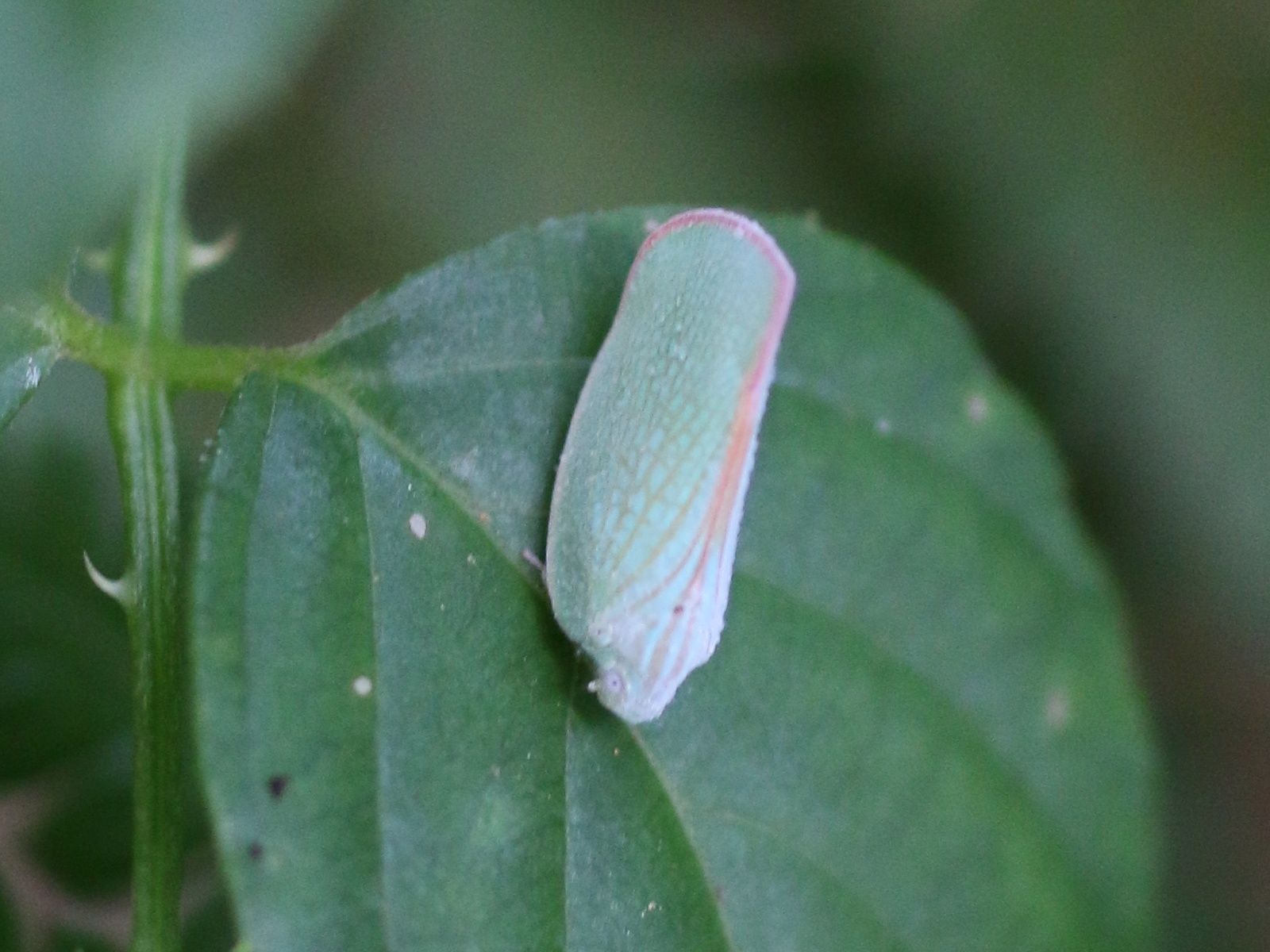 Geisha distinctissima