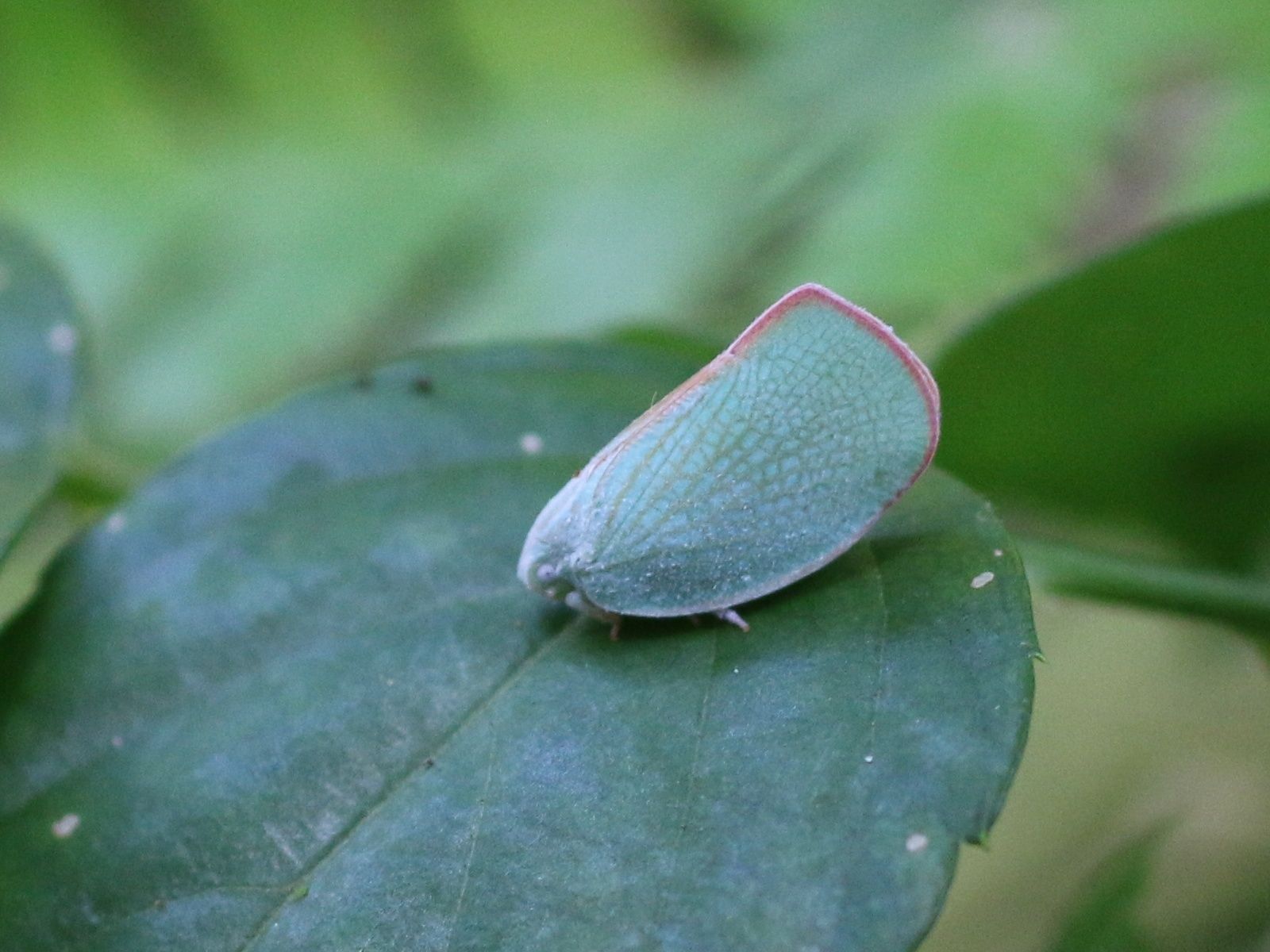 Geisha distinctissima