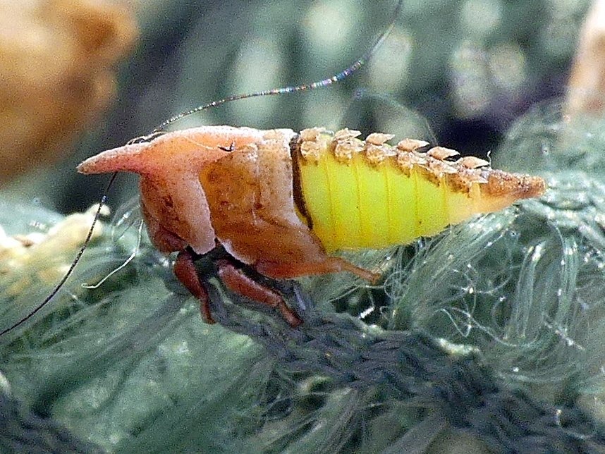 Enchenopa