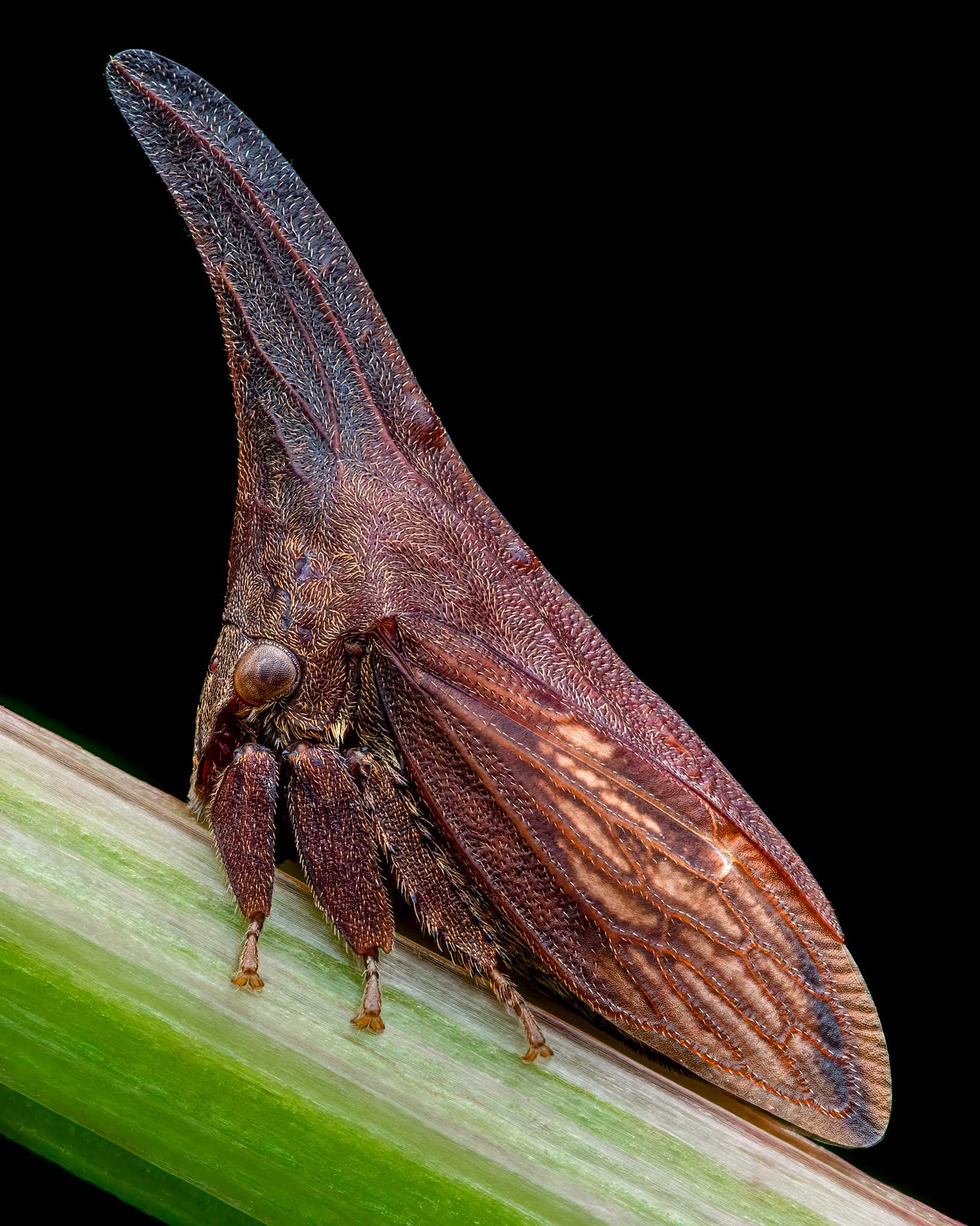 Enchenopa