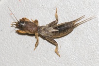 Neocurtilla