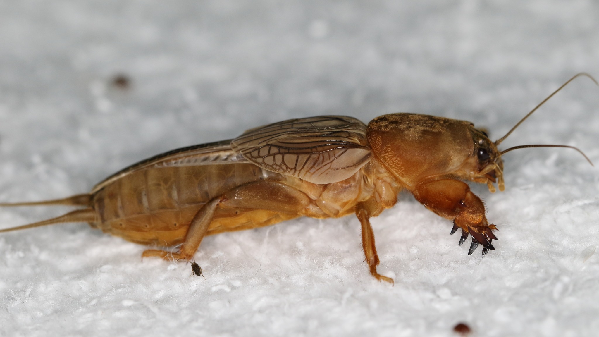 Neocurtilla