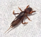 Neocurtilla