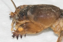 Neocurtilla